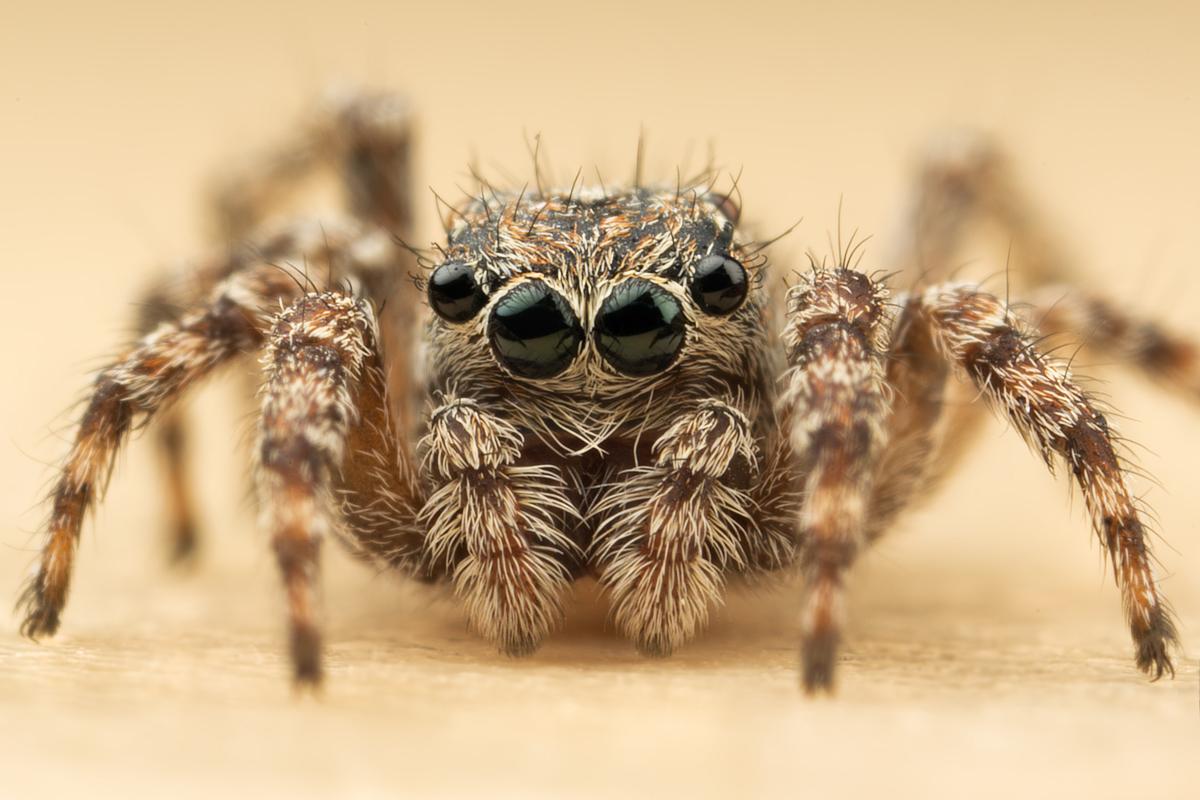 Jumping Spider - Sitticus pubescens 1